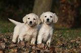 GOLDEN RETRIEVER 831